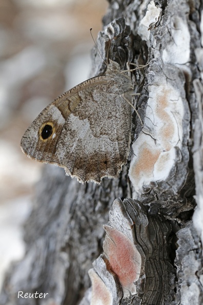 Eisenfarbiger Samtfalter (Hipparchia statilinus)